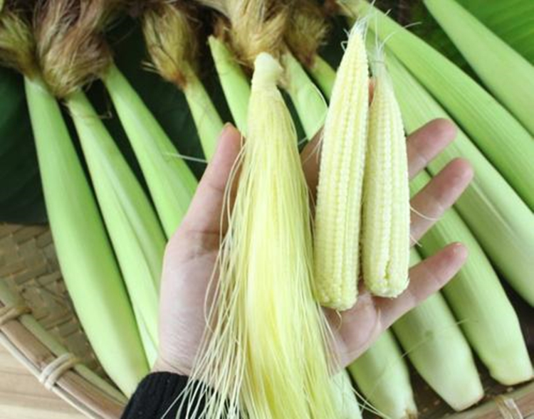 玉米笋种子笋玉米嫩苞米籽鲜食 炒菜炖汤煲粥种籽甜脆香蔬菜籽孑 玉米