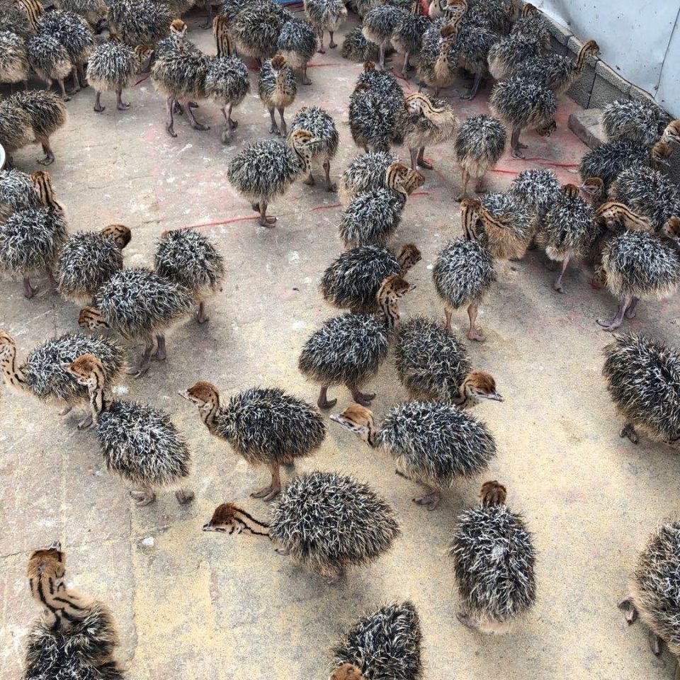 驼鸟苗 非洲大体鸵鸟活体鸵鸟苗可达二百斤一只包活脱温鸵鸟幼崽成年