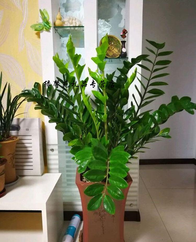 金钱树摇钱树室内客厅大绿植盆栽盆景花卉吸甲醛观叶植物 20-25cm高5