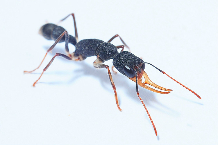 猎镰猛蚁harpegnathos venator 宠物蚂蚁 蚂蚁工坊昆虫饲养 生日礼物
