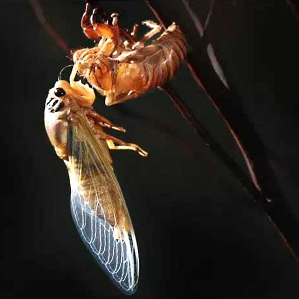 金蝉知了猴知了白蝉黑禅爬叉蝉蛹唐僧肉活体新鲜 蜕皮白蝉【约50只】