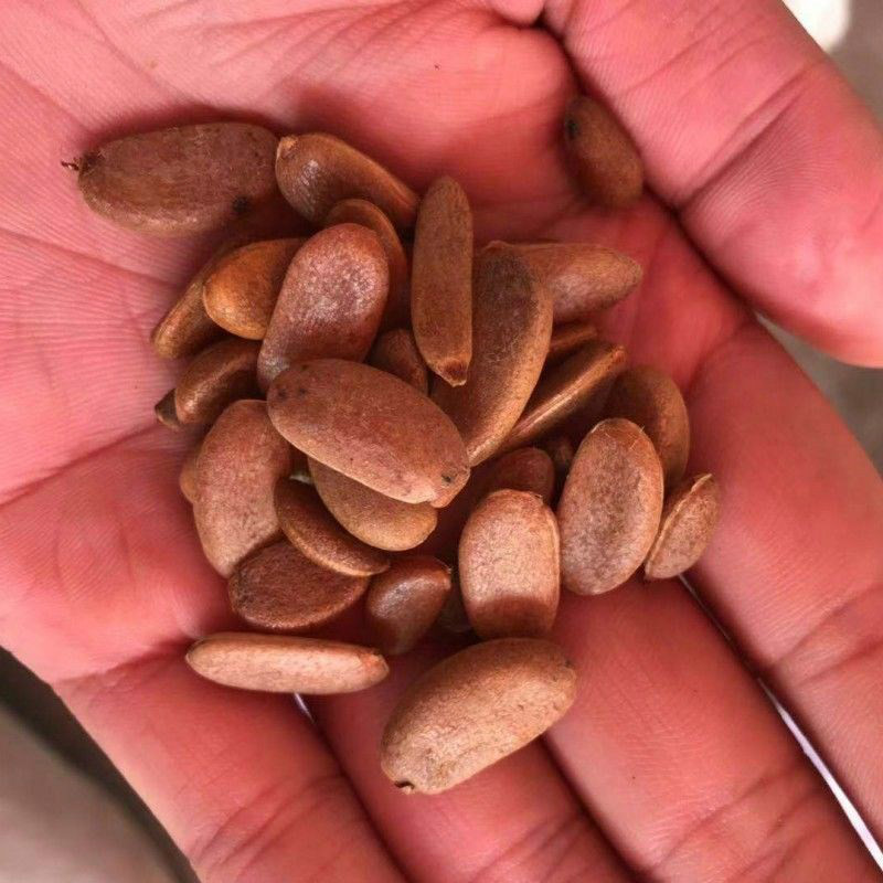 谏仰糊涂蛋种子珍珠形籽鸡血红果树种子老鸦乌柿籽珍贵盆景妙义天川