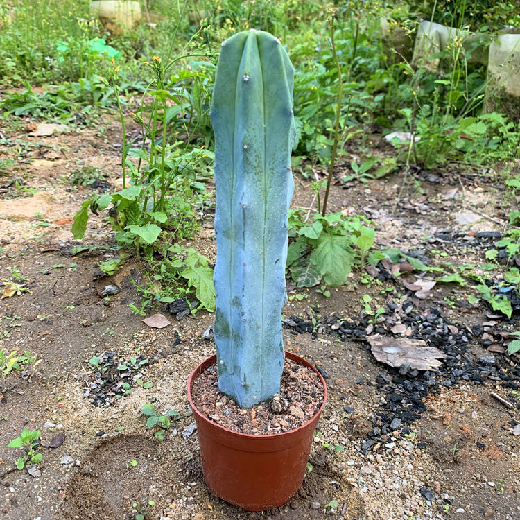 龙神木 量天尺 仙人柱室内仙人掌办公桌好养仙人球花卉盆栽 龙神木18