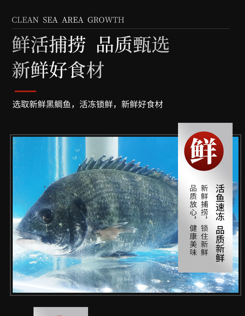 新鲜黑鲷鱼黑立鱼深海速冻冰鲜黑翅鱼月子鱼黄翅鱼海鲫鱼冷链 黑鲷鱼