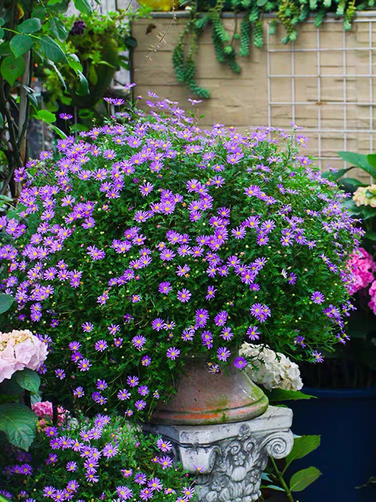 姬小菊盆栽多年生菊花苗阳台庭院花卉植物姬小菊红色20cm口径简易盆含