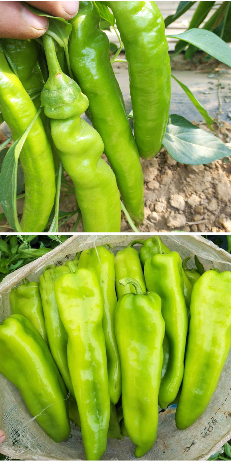 特大牛角椒种子大果羊角青椒尖椒辣椒种籽种苗高产春季蔬菜孑籽种东北
