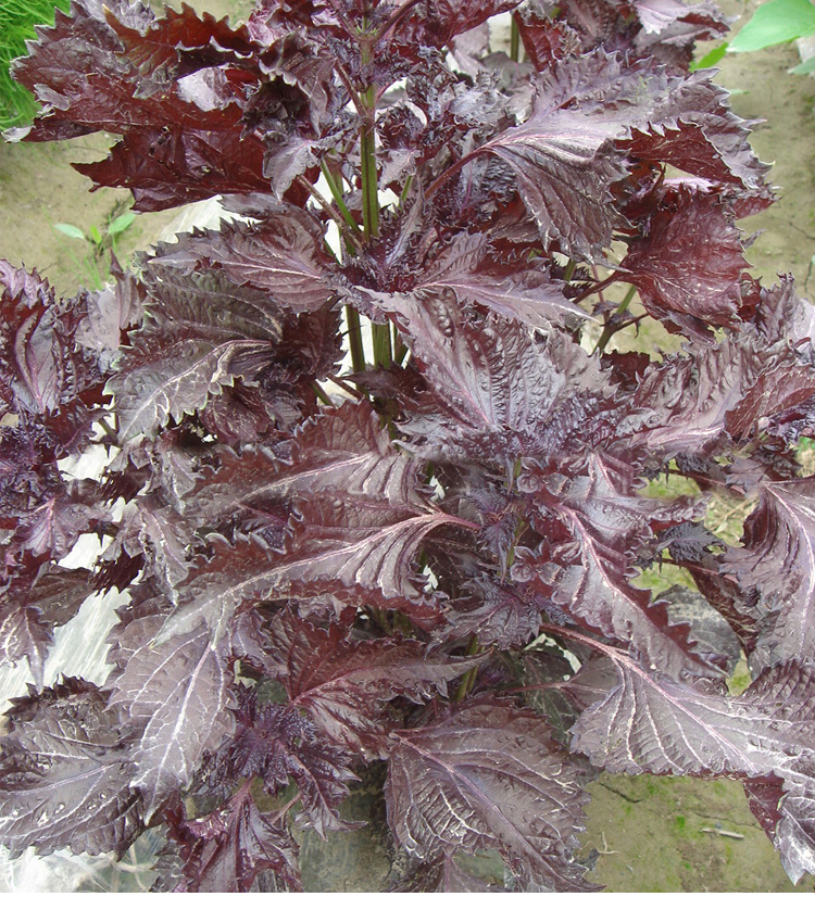 紫苏种子种籽孑苗四季春夏秋蔬菜韩国烤肉苏子叶盆栽可食用苏子叶1个