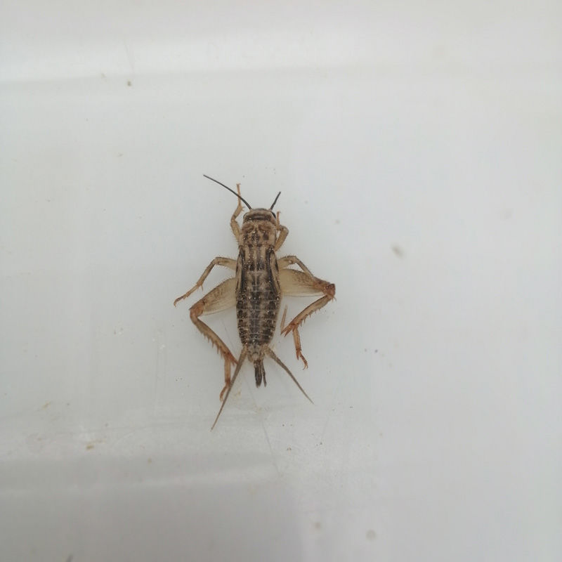 蜥蜴守宫蜘蛛龙鱼鸟食物针头蟋蟀油葫芦 1-2厘米白蟋蟀1000只【图片