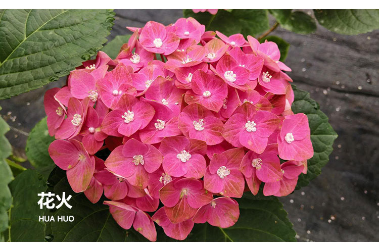 万华镜纱织小姐惠子摇摆乐太阳神殿卡米拉艾薇塔大花绣球八仙花艾薇塔