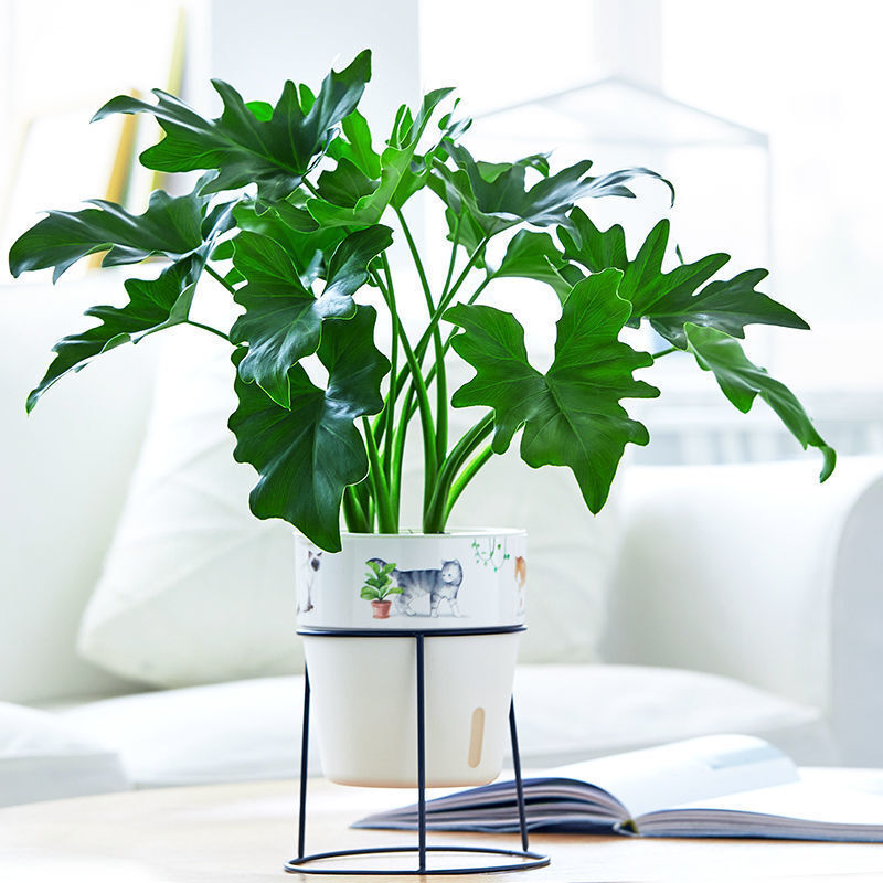 花友春羽春雨盆栽小天使绿植盆栽大叶室内花卉好养龟背竹水培植物花卉