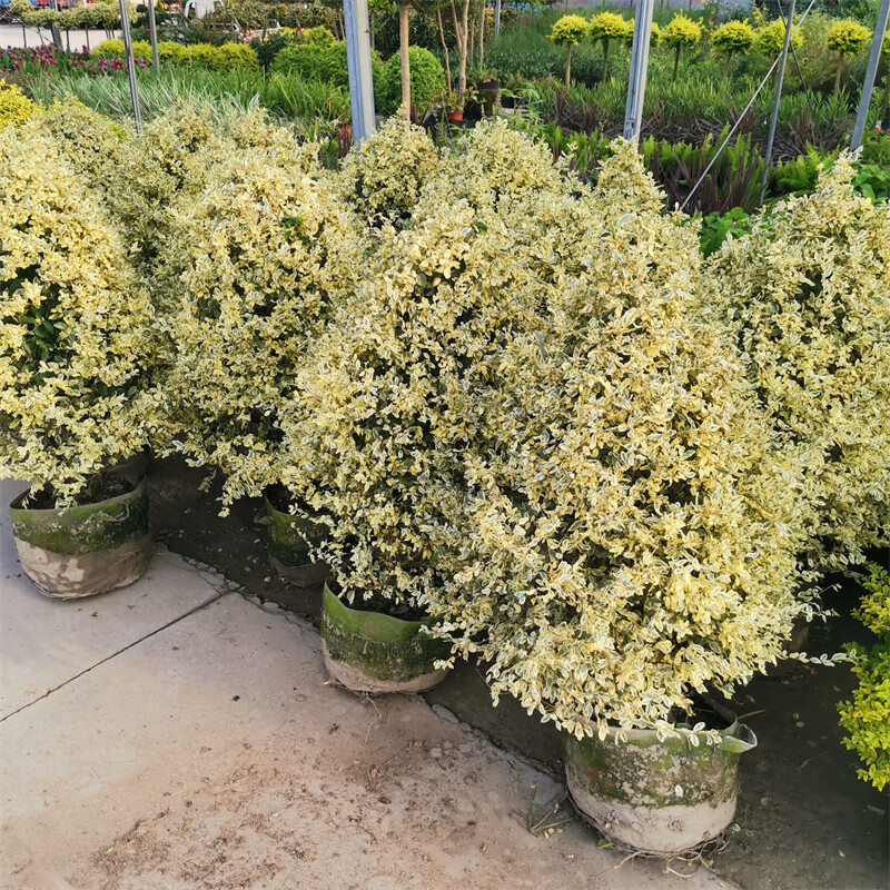 蜡棒棒糖高杆爱心步步高造型柠檬之光川滇蜡树亮金女贞盆栽 金姬小蜡