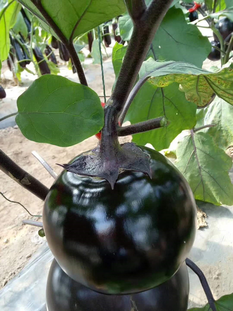 寿光蔬菜种子日本圆龙紫光紫丰圆茄子大红袍茄子硕源黑宝基地种植