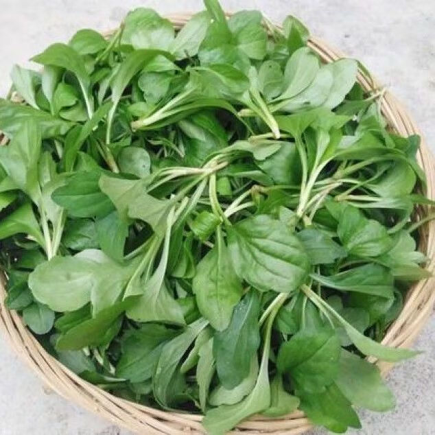 上海南汇马兰头 3斤 新鲜路边菊鸡儿肠凉拌冷拼沙拉小食菜 2斤【图片 