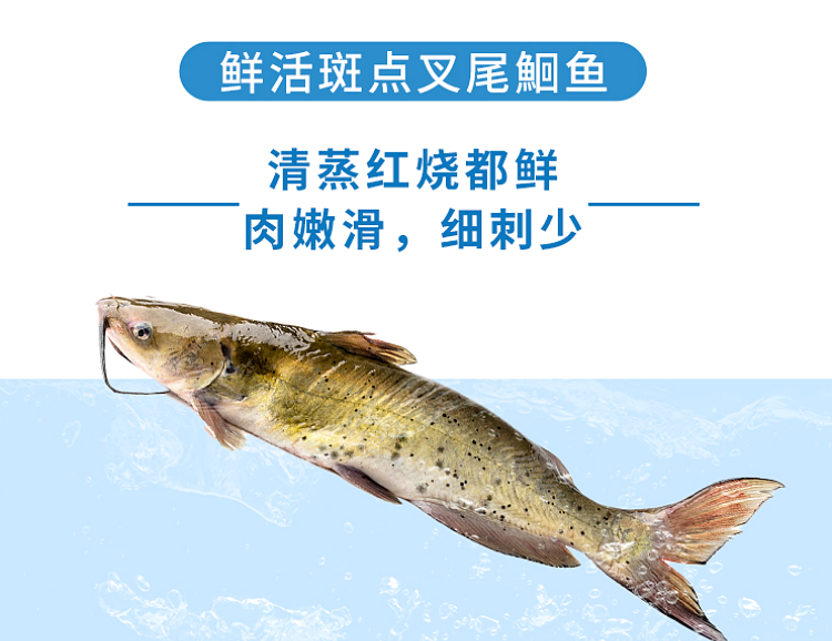 鲜活江团两条三斤新鲜现杀鮰鱼肥鱼烤鱼石锅鱼纸包鱼酸菜鱼单条活重