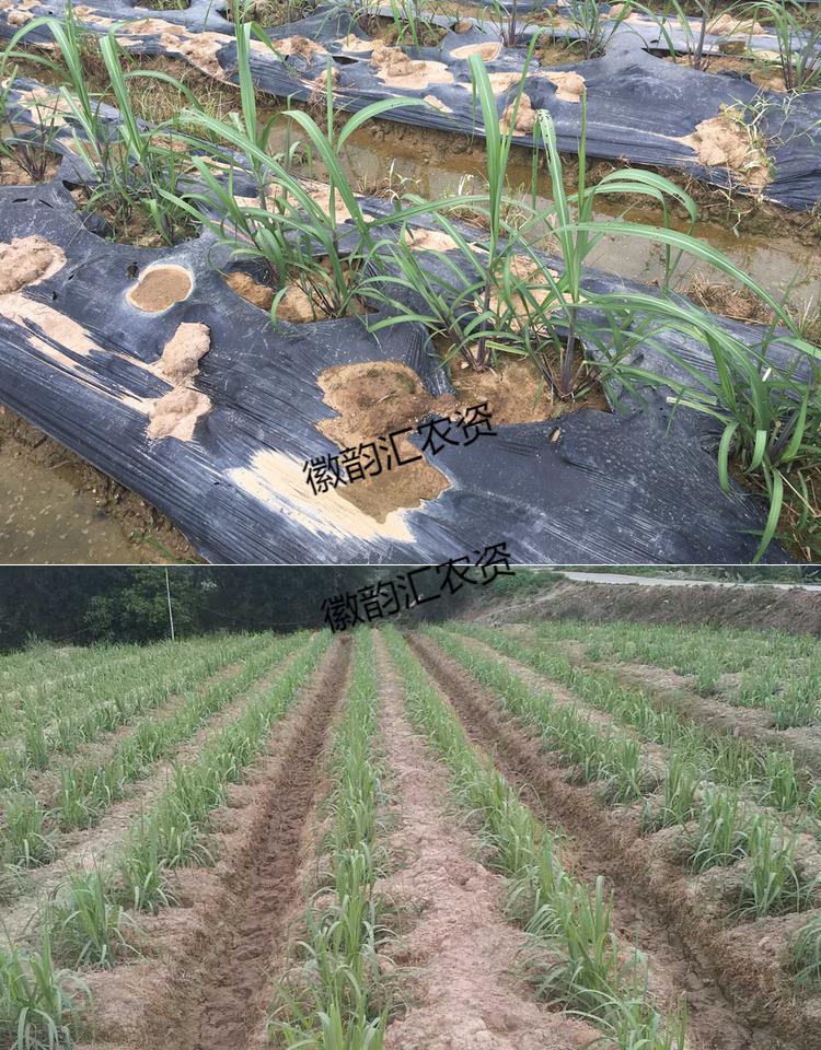 陇聚福甘蔗种苗黑皮甘蔗秧苗水果紫皮广西红皮甘蔗秧苗早熟抗寒冷脆甜