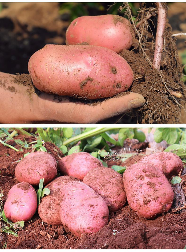 云南土豆新鲜510斤马铃薯红皮土豆黄心农家大洋芋土豆5斤鸡蛋大小尝鲜