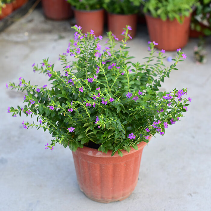 多年生180#盆栽满天星茉莉花室外花园室外盆栽花卉花园植 满天星大盆