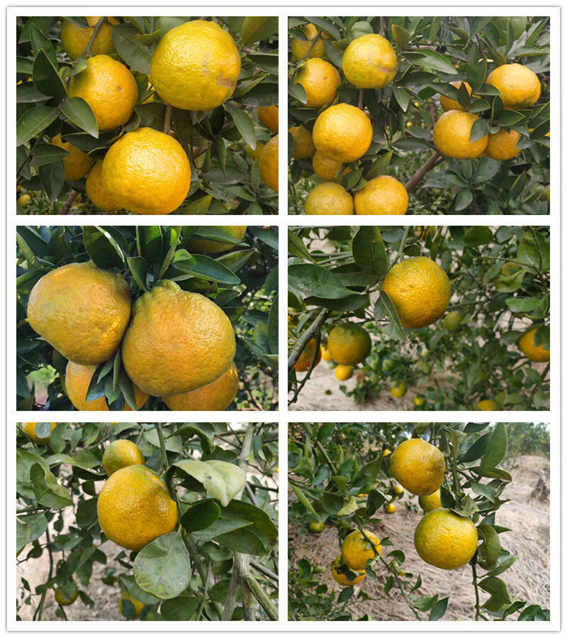 正宗瓯柑温州特产新鲜水果欧柑苦橘桔子果农产地直发苦柑实惠果10斤