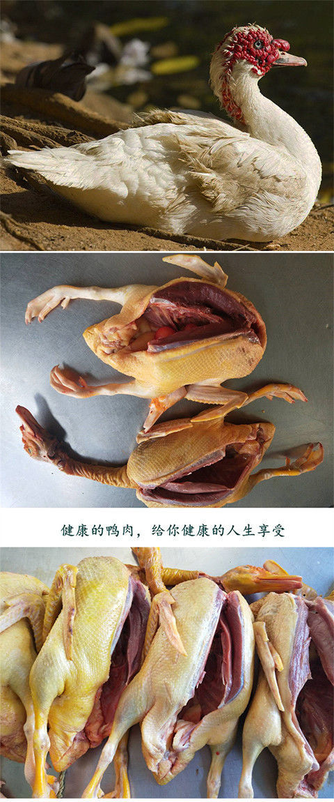 红头鸭三年老番鸭活体现杀新鲜鸭肉屯鸭红脸鸭整只