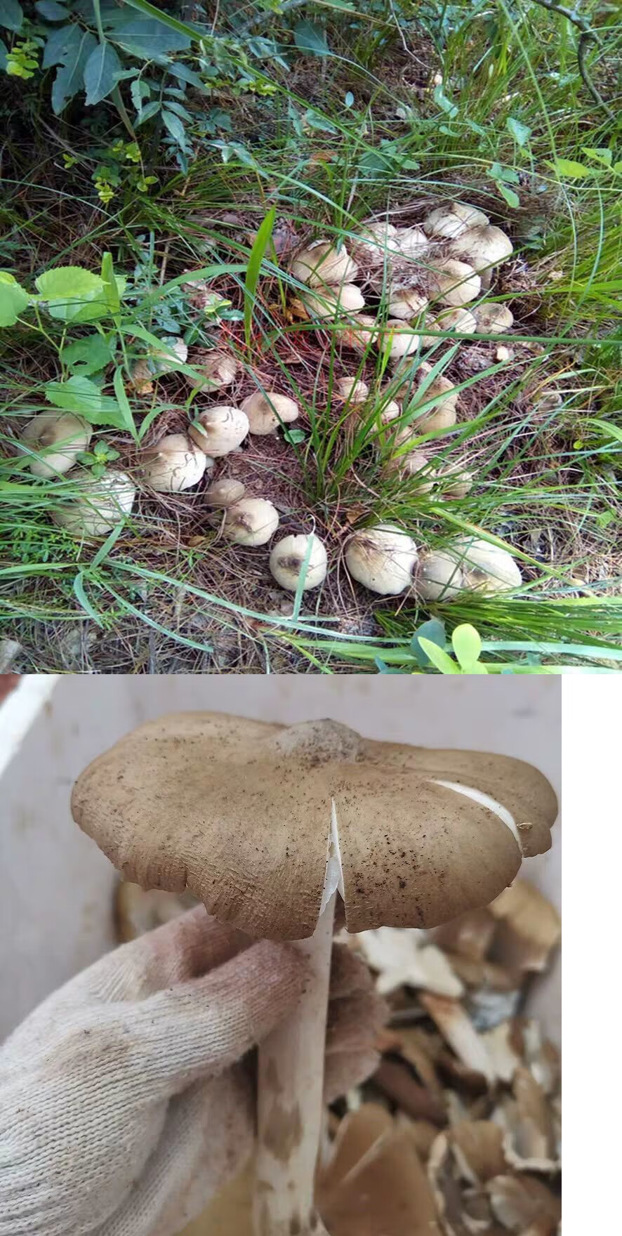 鸡枞菌种三塔菌种包蘑菇菌菇包食用菌家庭种植菌棒荔枝菌原种植包sm