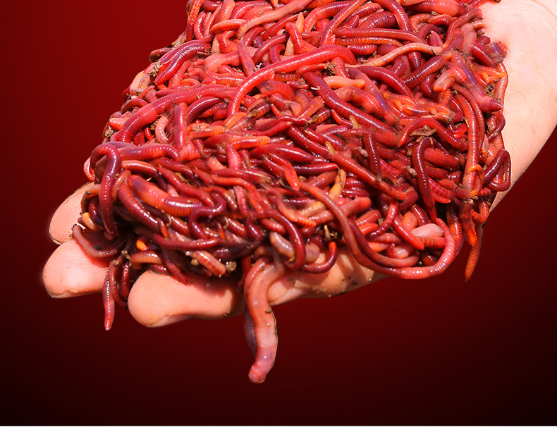 蚯蚓活饵鲜活红虫垂钓鱼饵料鲫鱼鲤鱼野钓黑坑鱼料打窝料鱼食通杀蚯蚓