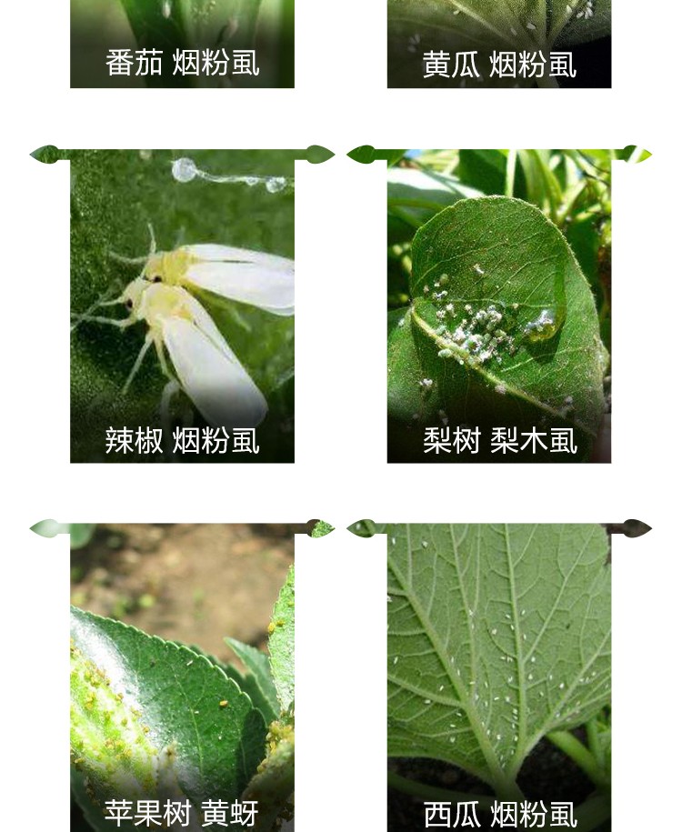 德国拜耳稳特螺虫乙酯噻虫啉红蜘蛛介壳虫梨木虱亩旺特杀虫螨剂100ml