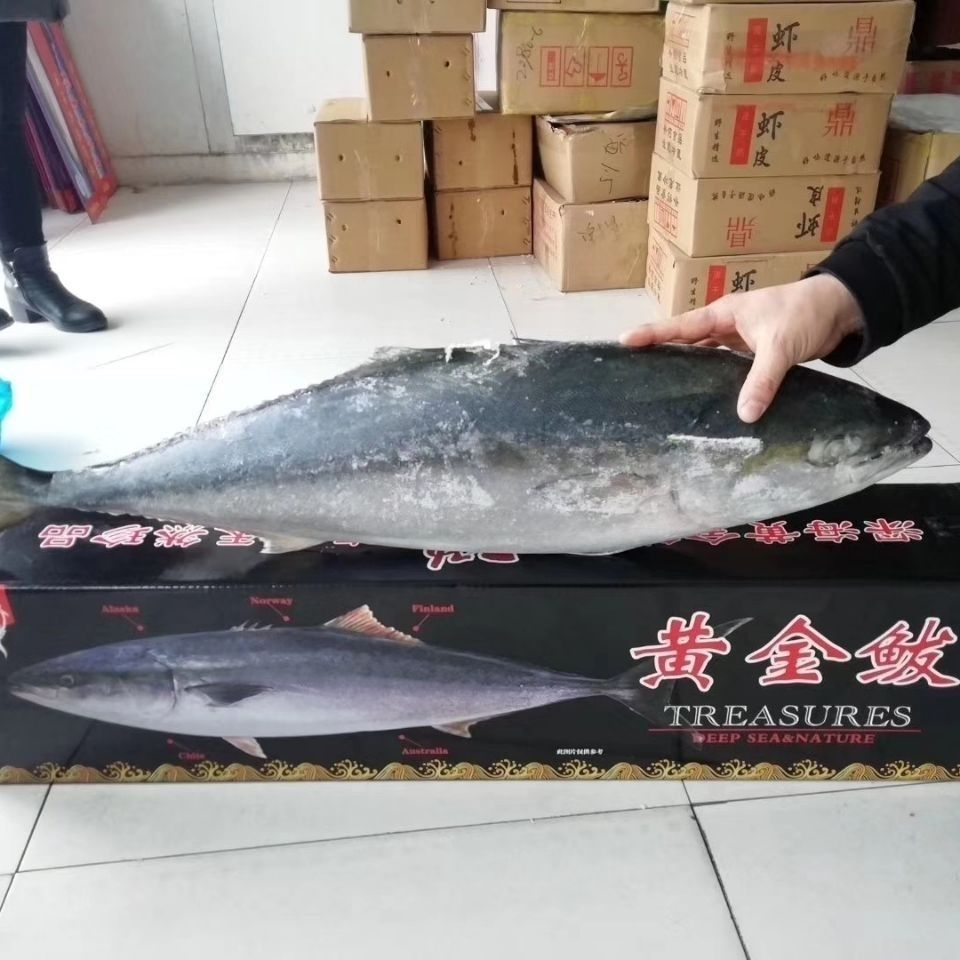 特大黄金鲅鱼深海纯鱼大鲅鱼是做水饺鱼丸火锅佳品领卷下单