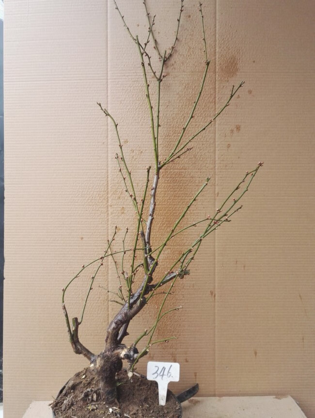 龙游梅游龙梅花盆景红梅花盆栽树桩老桩腊梅耐寒冬季开花植物 28年