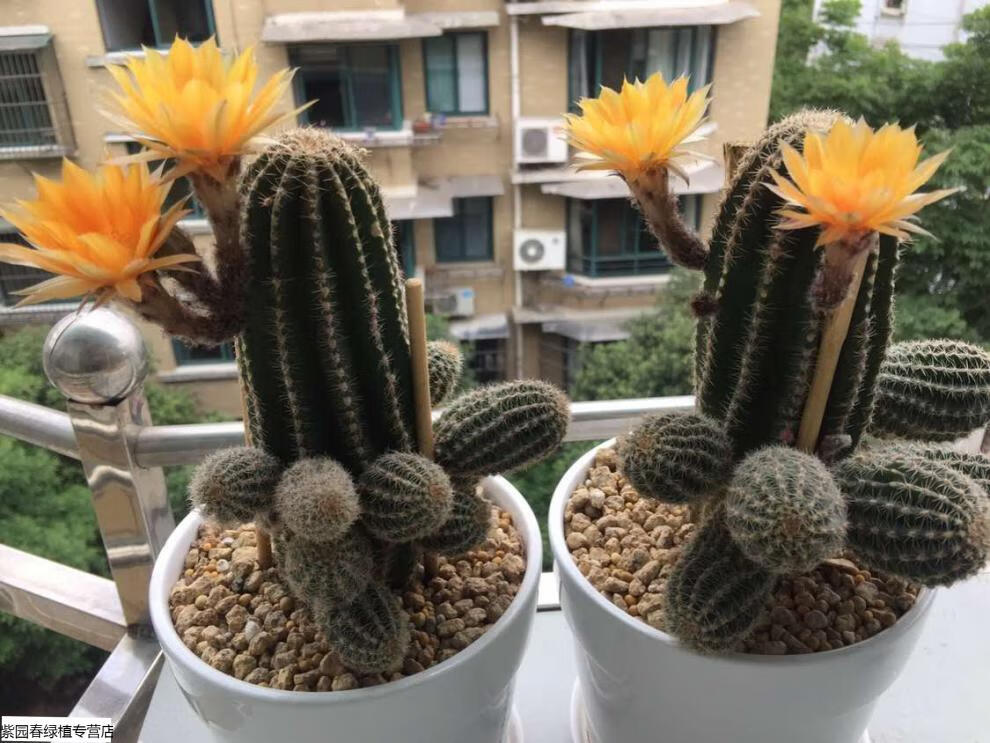 园艺黑金刚仙人球爱开花开大花品种非常好养黄花粉花红花 实生毛花柱