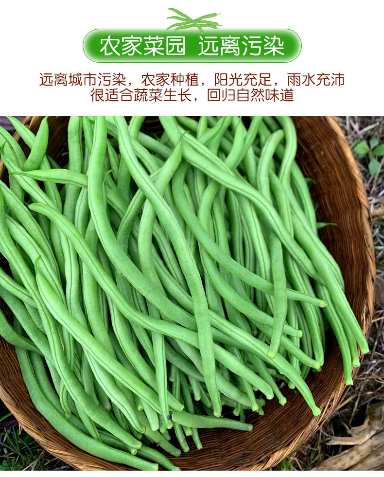 现摘云南四季豆新鲜无筋豆豆角刀豆青豆当时令季蔬菜批发整箱四季豆3