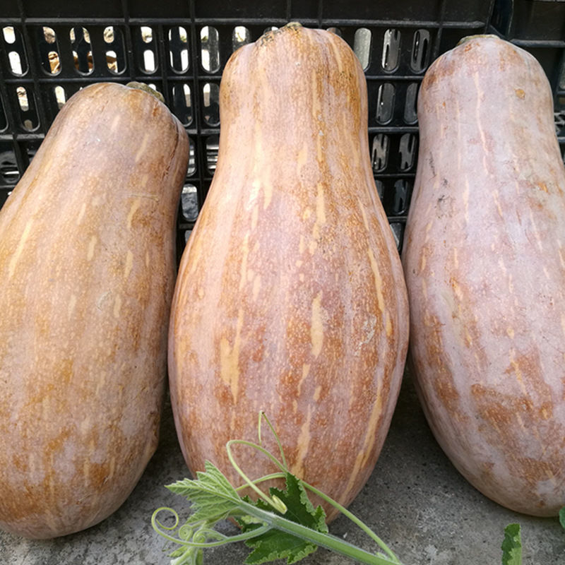 源外甜糯老南瓜黄南瓜农家种植长南瓜爱吃宝宝3/10斤 粉糯老南瓜9-10