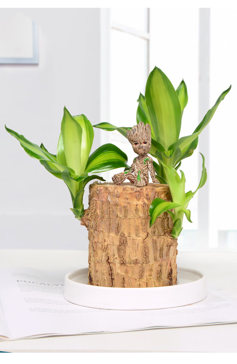 巴西木幸运木水养水培植物办公室内绿植格鲁特树桩四季开花小盆栽