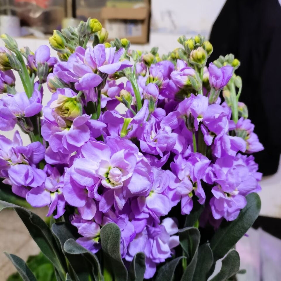 云南紫罗兰鲜花金鱼草鲜花办公室家庭插花基地花束时令鲜花新鲜 旧