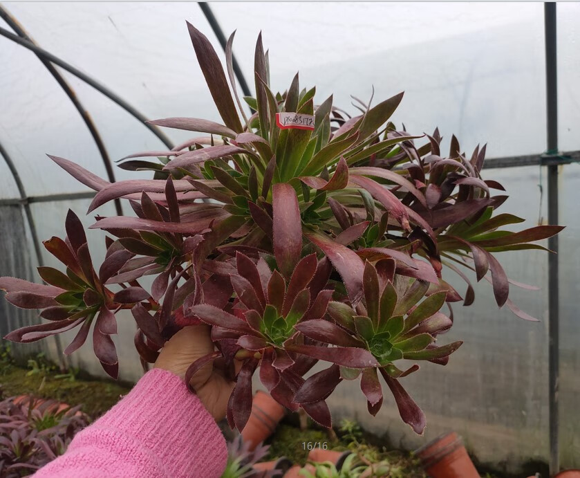 法师类 贵货孔雀多头手捧花 多肉植物 多肉 绿植 一物一拍 8-10头随机