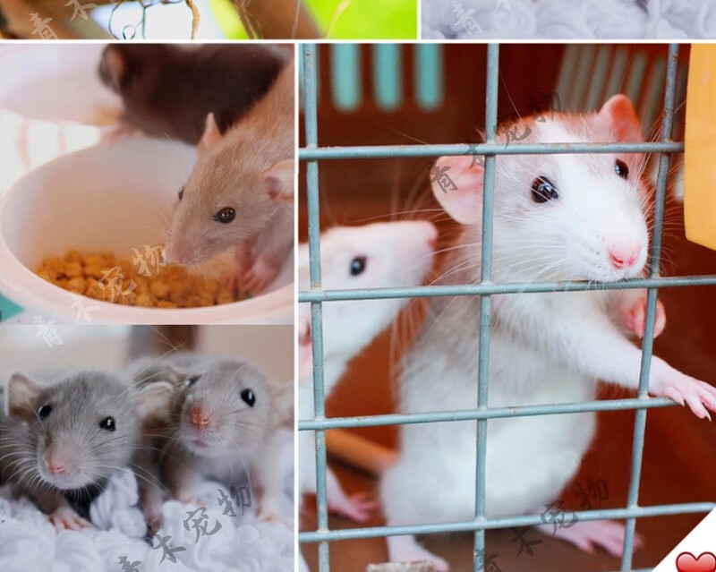 【荣郁宠物】家养网红可训练宠物鼠幼崽活体飞象耳宝宝迷你暹罗色鼠