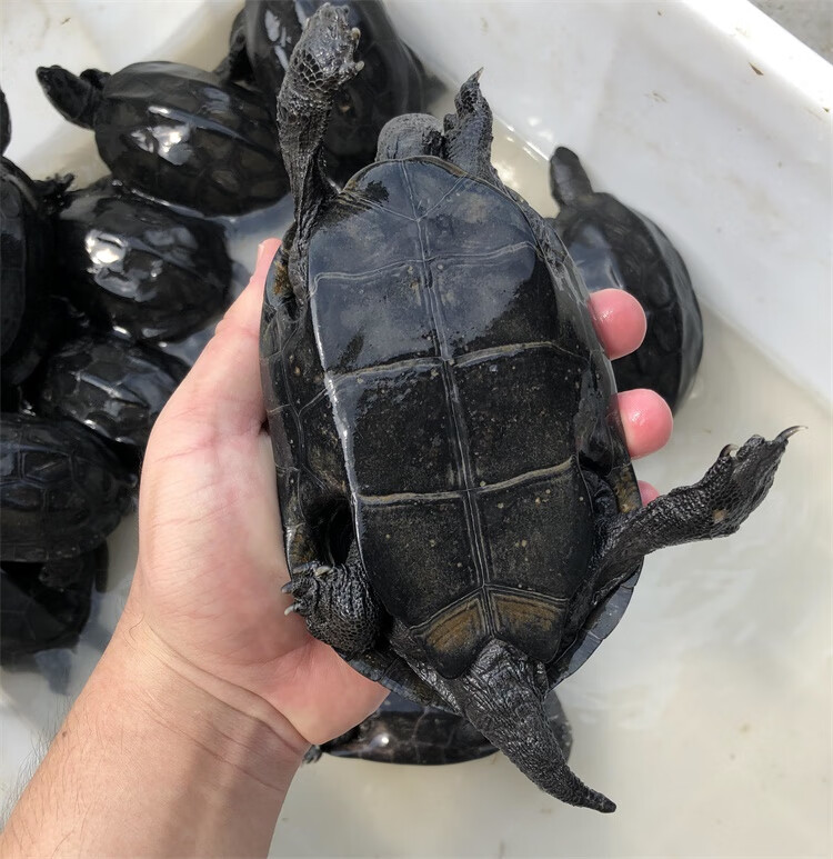 乌龟活体墨龟活体全黑乌龟活体镇宅冷水半墨全墨外塘公草中华草龟观赏