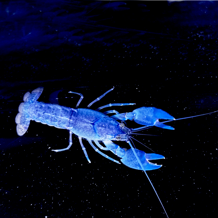 族萃观赏虾淡水天空魔龙鳌虾耐活宠物鲜活大号冷水热带鱼缸清洁人工只