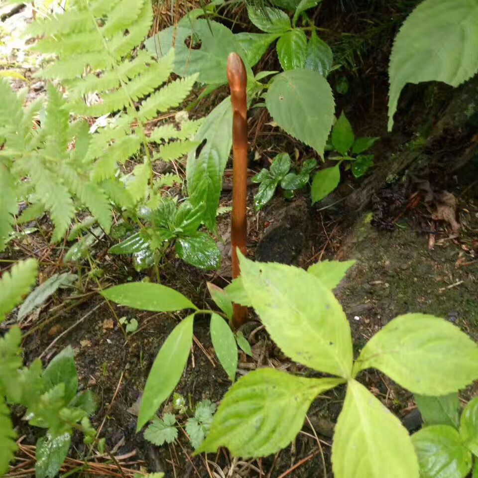 云南深山老林纯天麻纯正宗可代切片磨粉味浓天麻个250g深山野生天麻