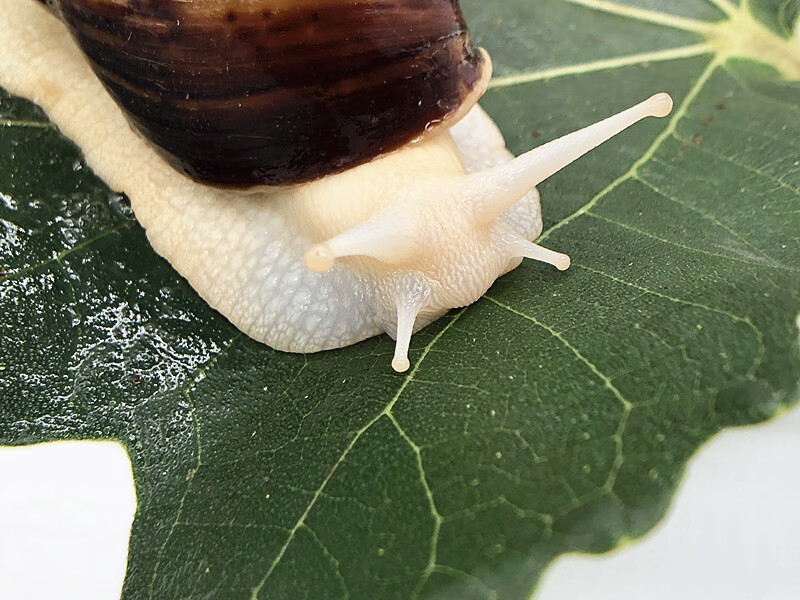 vakada蜗牛活体宠物白玉蜗牛巨型特大蜗牛宠物教学小蜗牛上课科学课