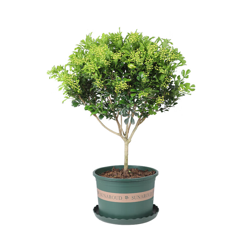 米兰花盆栽浓香型室内花卉绿植大独杆盆景d7米兰4年苗高约2530cm含盆