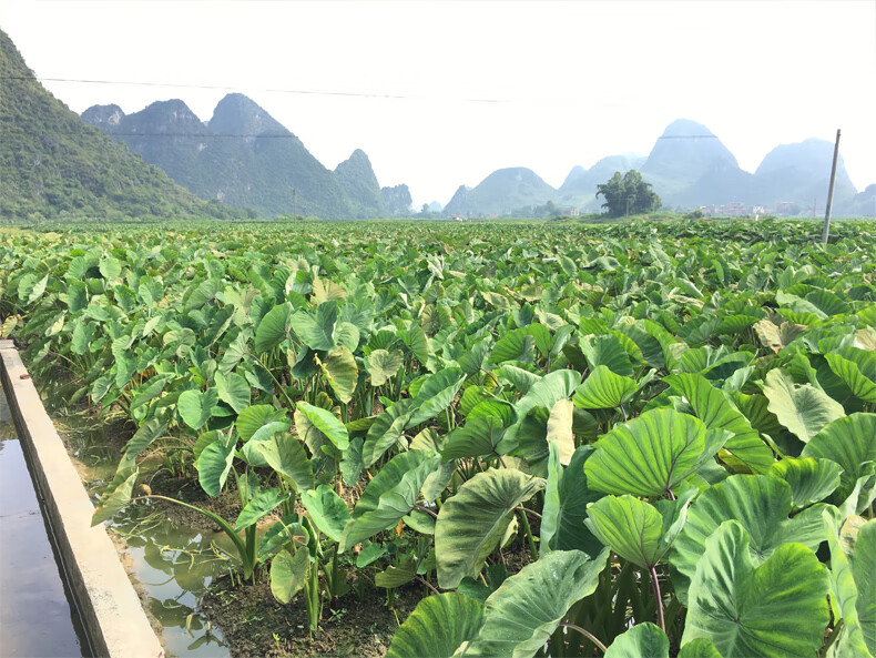 正宗广西荔浦芋头种子苗芋苗种植苗槟榔紫藤香芋新鲜蔬菜种苗育苗5斤
