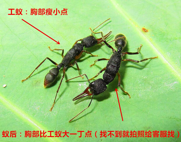 纤雅洁 猎镰猛蚁 活体蚂蚁工坊 宠物生日礼物科普教学 4后20工