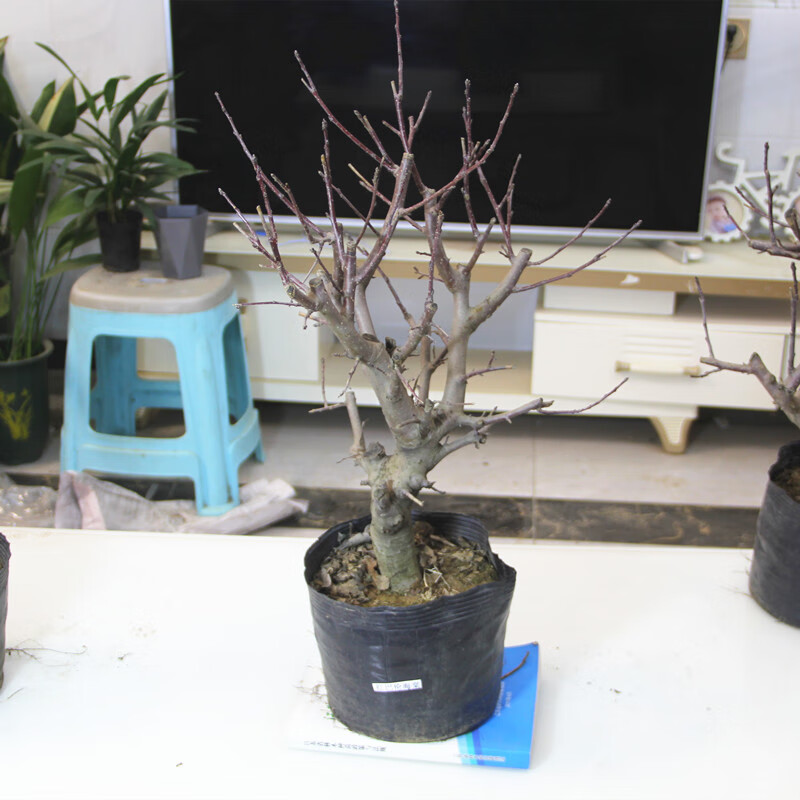 海棠盆景树桩冬季耐冻开花植物年宵花卉贵人果红巴伦亚当白兰地 4-5