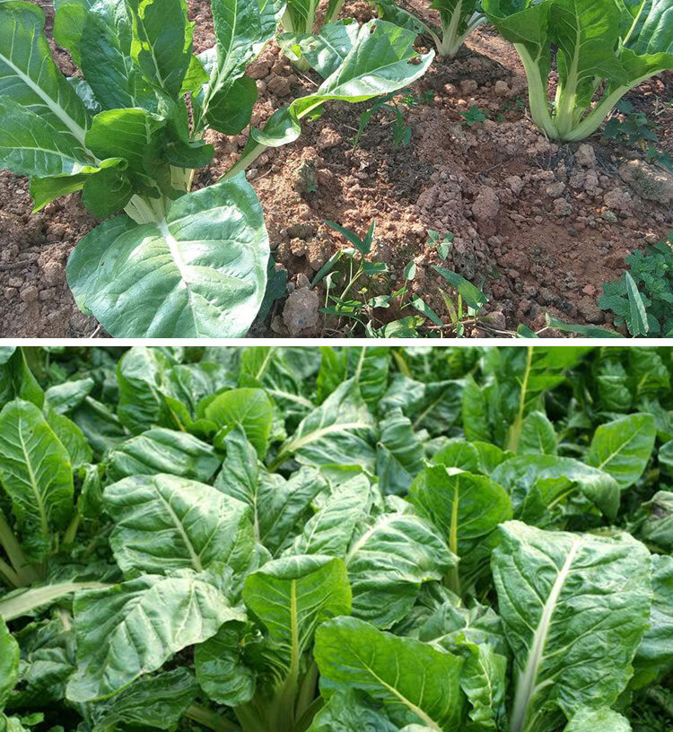 白梗厚皮菜牛皮菜种籽白杆甜菜种子四夏秋季冬天耐寒多次采收蔬菜 20