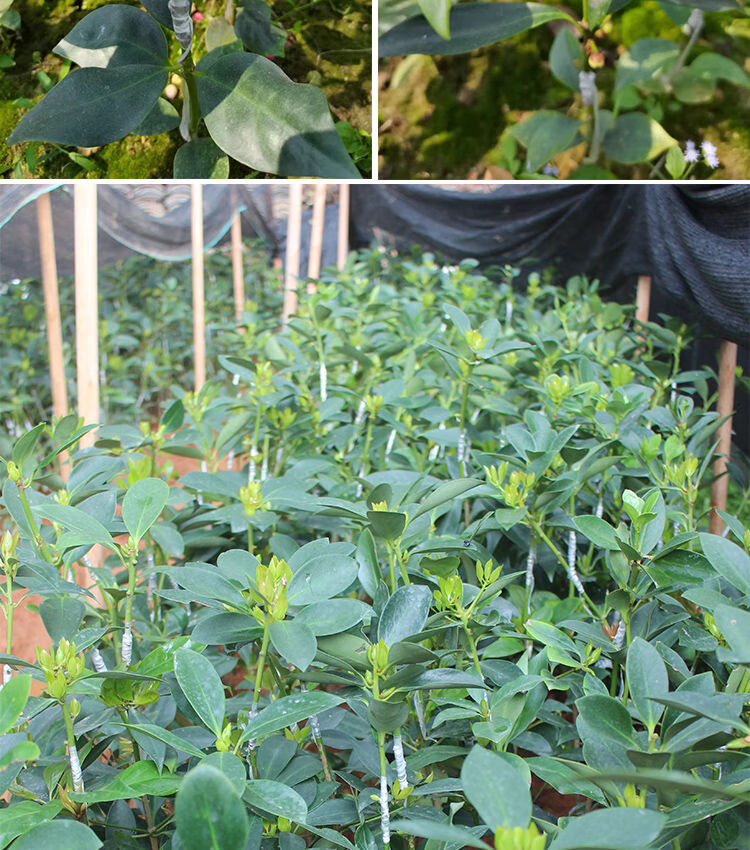 顾致 广西高产八角矮化嫁接苗大红八角树苗杯苗大料大茴香苗【京闪