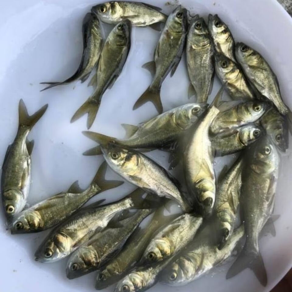 悦君心现苗花鲢鱼苗大头鱼苗雄鱼苗鳙鱼苗胖头鱼苗活体花鲢1015公分