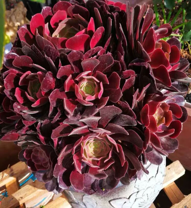 黑法师多肉植物法师多肉老桩多头超大法师多肉处理批发圆叶法师高25