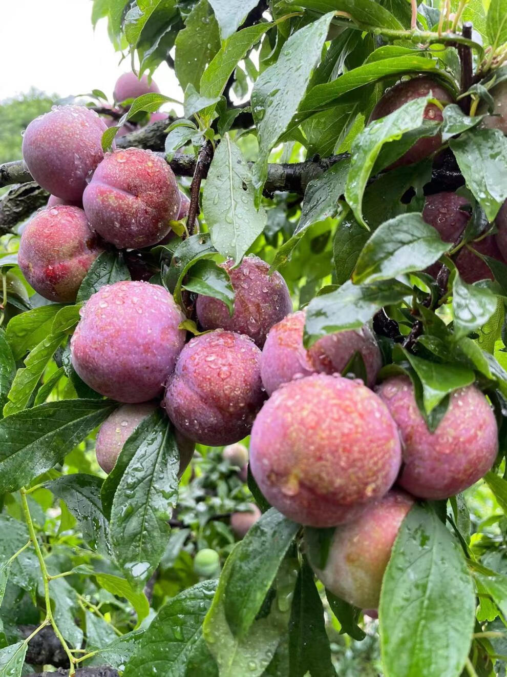 顺丰直达正宗广东信宜钱排三华李新鲜水果酸甜前排红心李子礼盒装特大