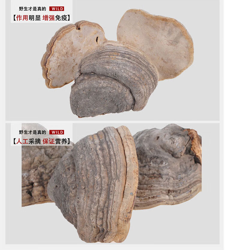 灵芝木蹄灵芝天然深山野灵芝正宗木蹄层孔菌野生木蹄灵芝250克
