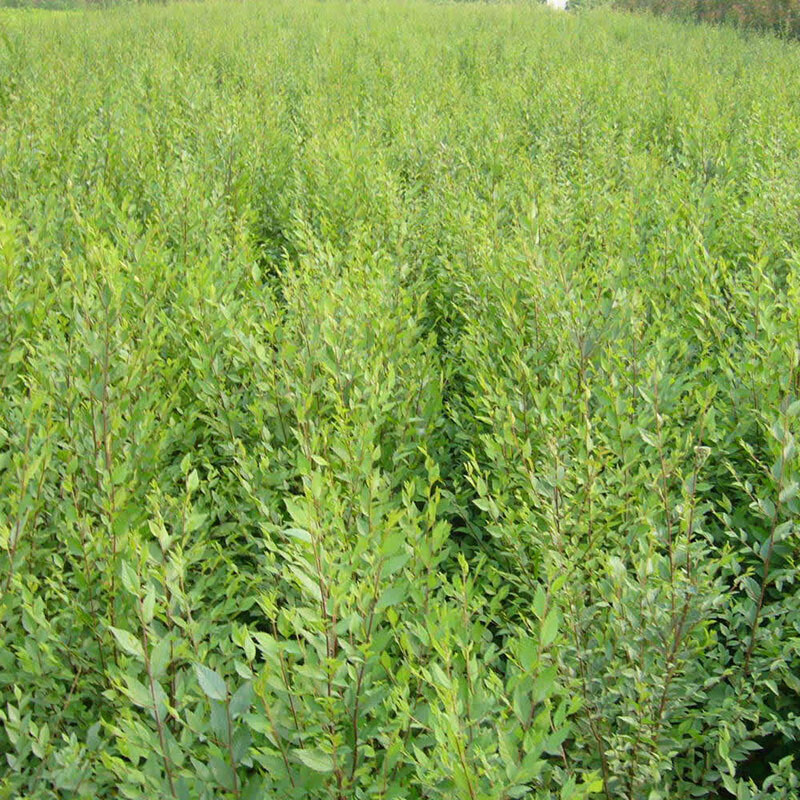 菜友 榆树苗金叶榆树苗榆树钱庭院户外工程绿化苗木榆树小苗食用榆树